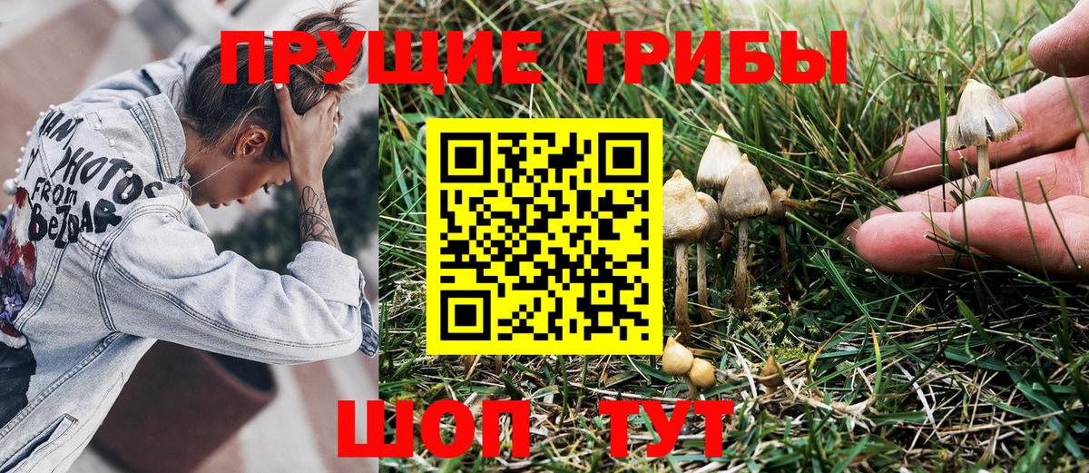 Псилоцибиновые грибы GOLDEN TEACHER Дербент